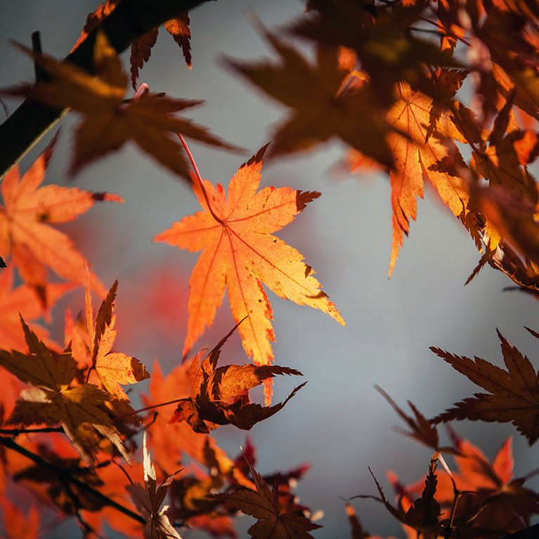 Welcoming Autumn: A Season for Change and Planning
